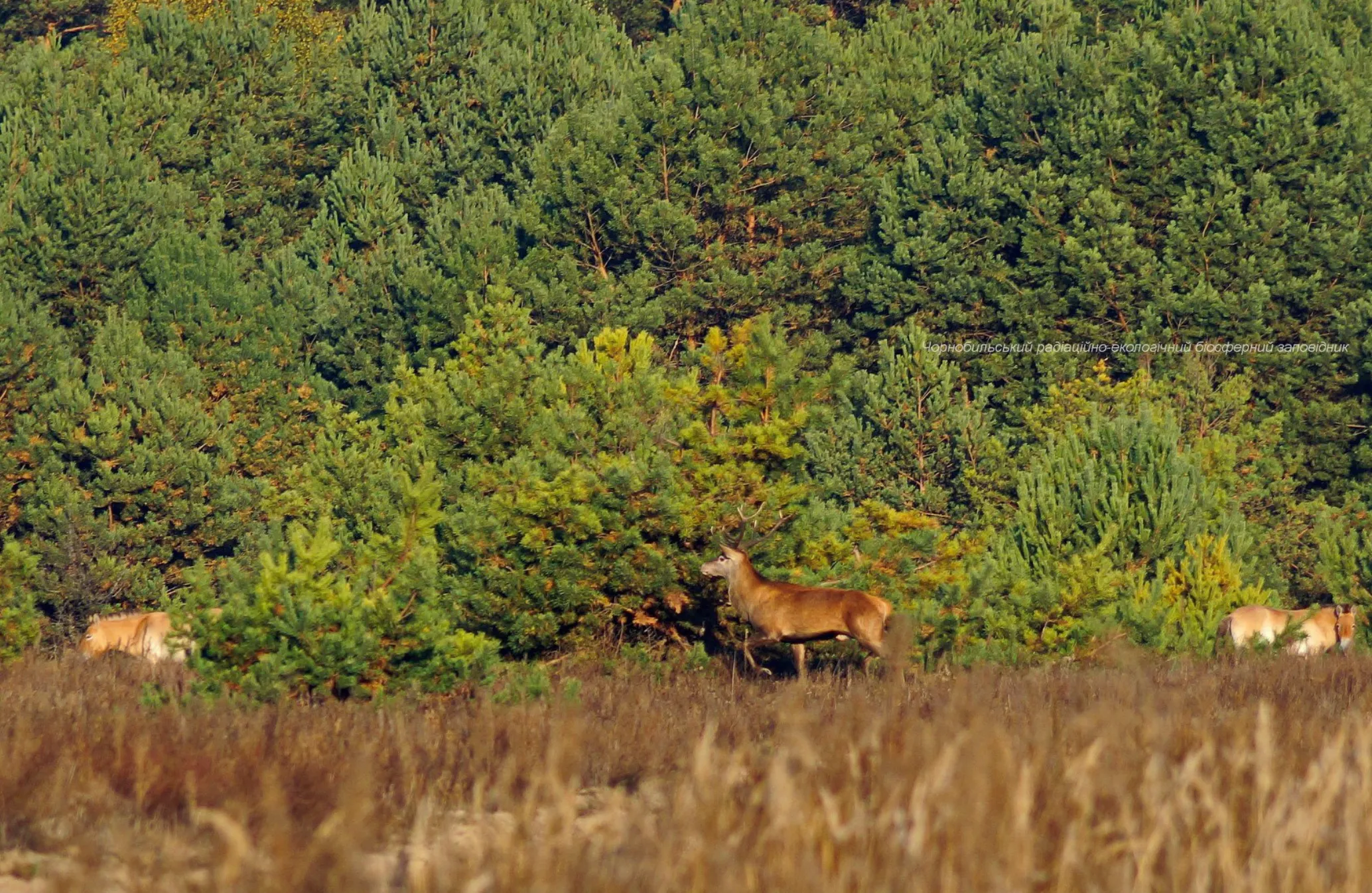 Олень благородний