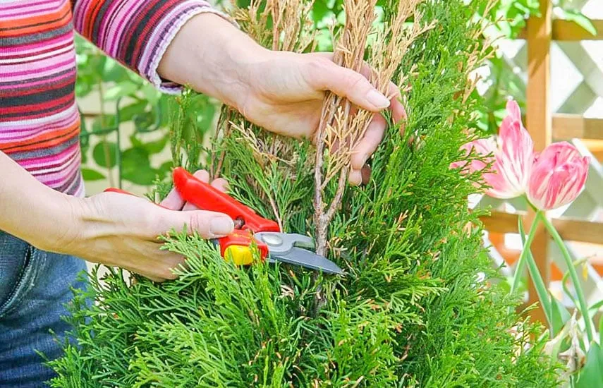 Обрезка туи Обрезка туи