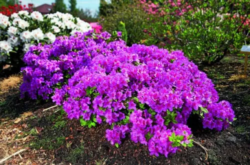 Азалиям нужна хорошая земля Азалиям нужна хорошая земля