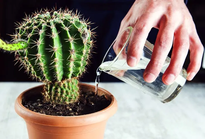 Поливаем кактус Поливаем кактус