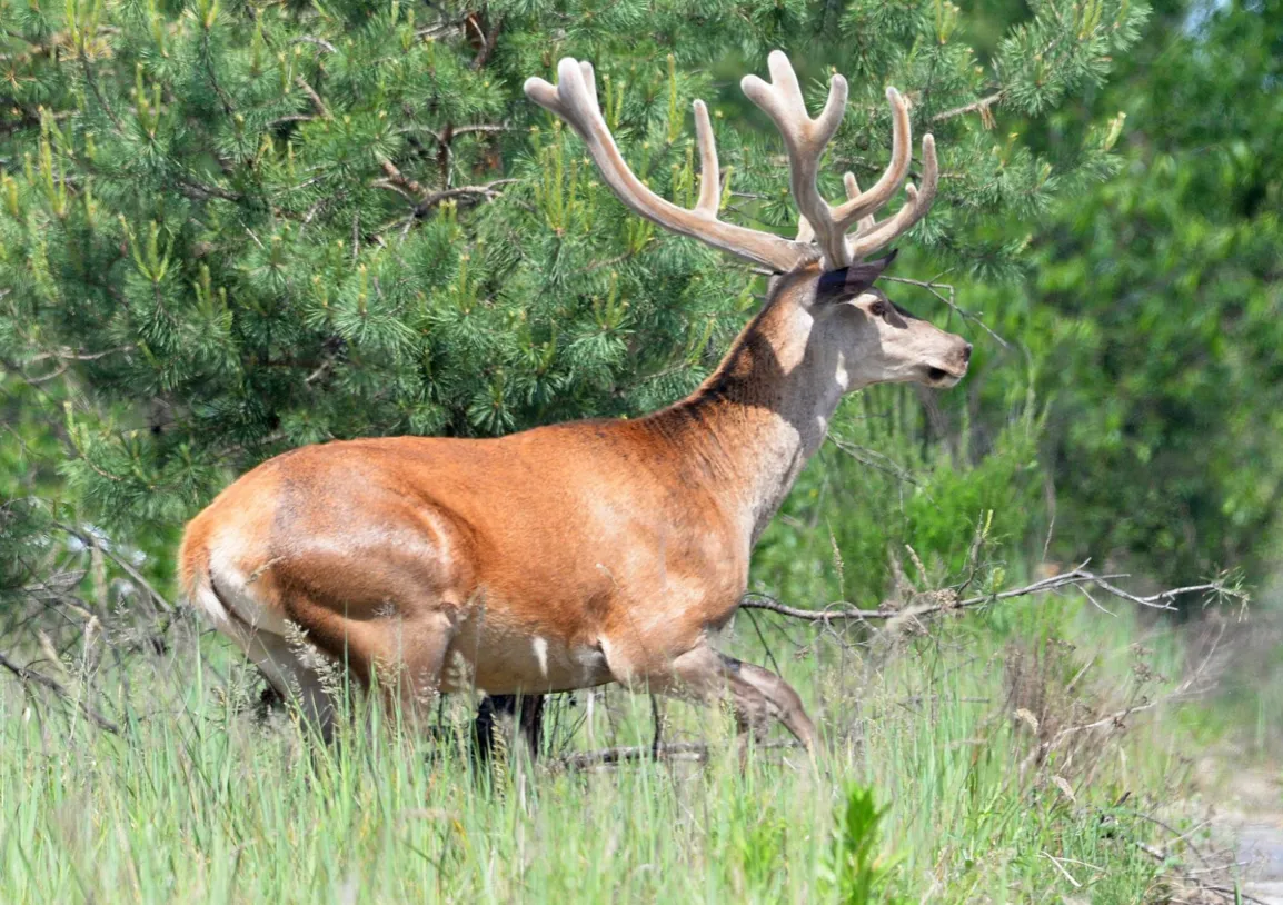В Чернобыле заметили оленей В Чернобыле заметили оленей