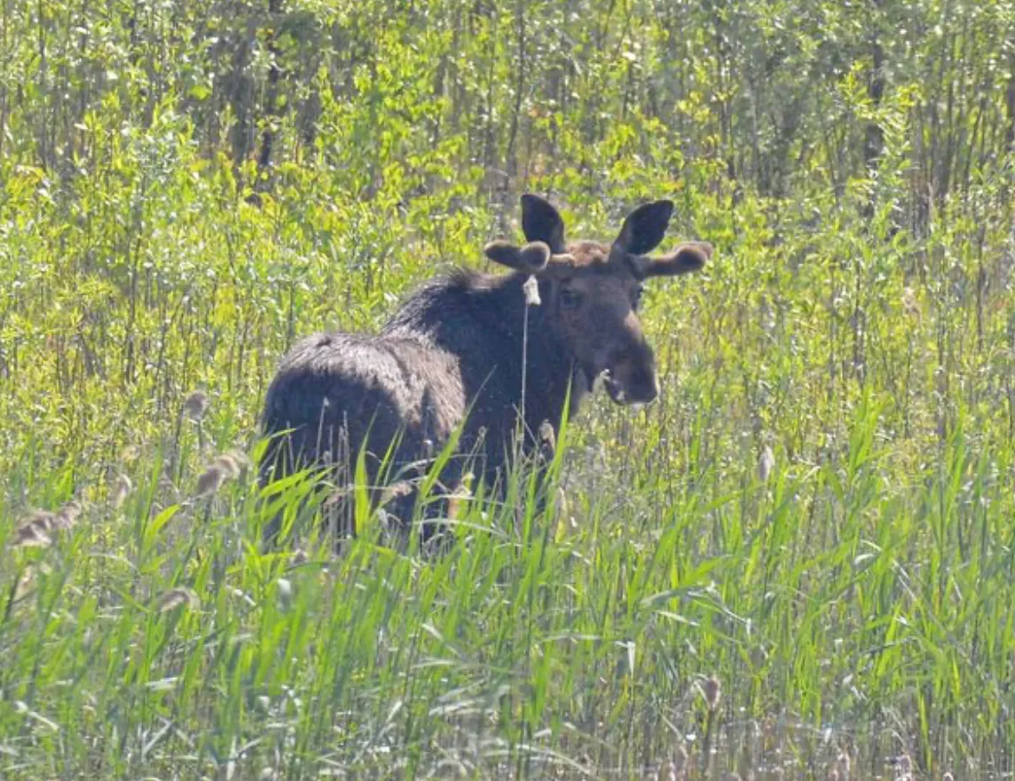 В Чернобыле заметили оленей В Чернобыле заметили оленей