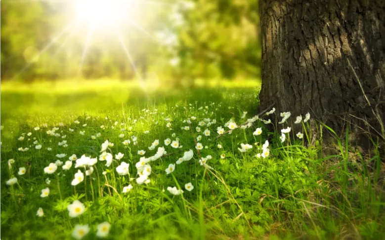 1 червня 1 червня