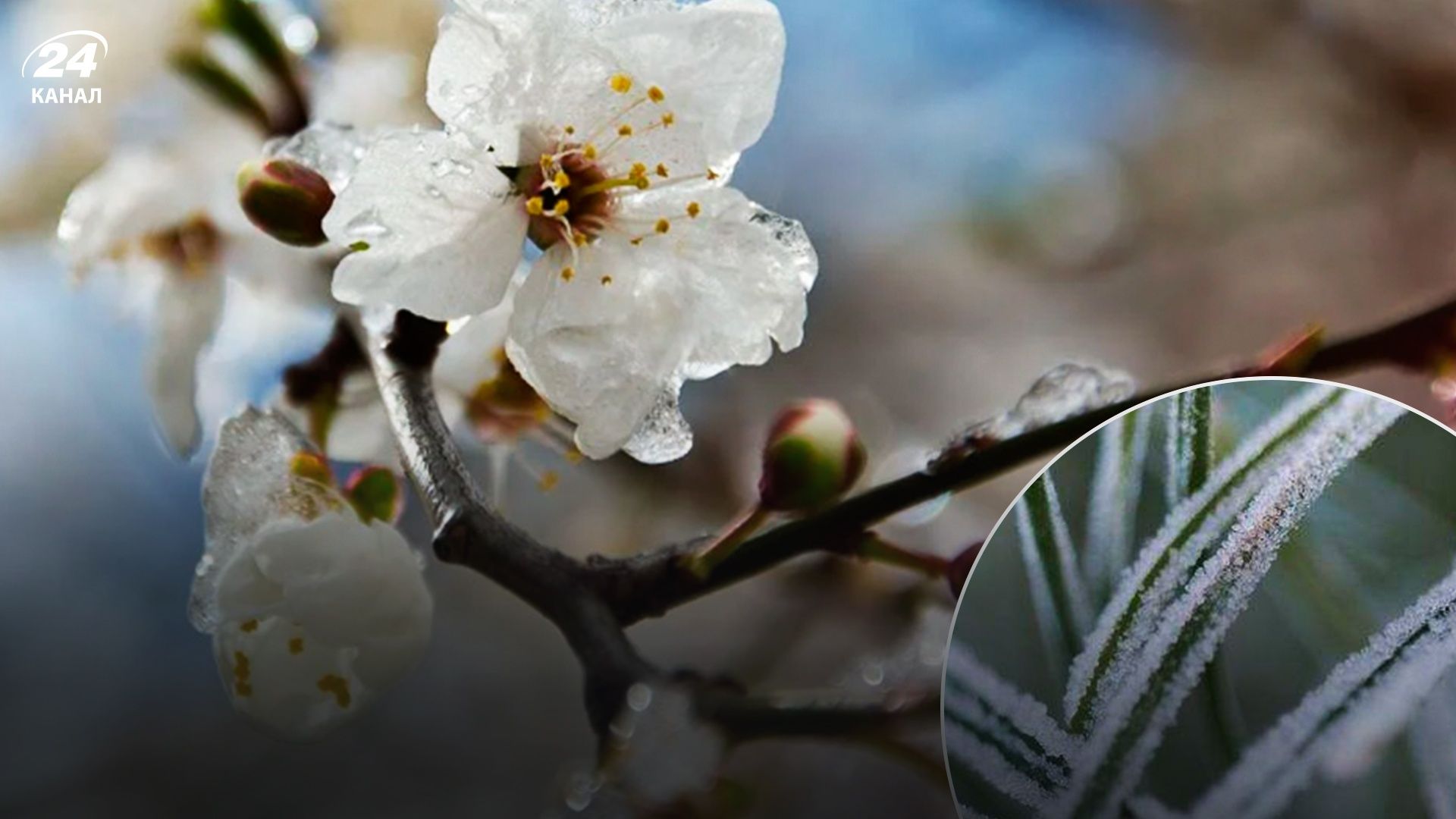 В Україні прогнозують заморозки - 24 Канал В Україні прогнозують заморозки - 24 Канал