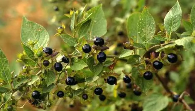 Вовчі ягоди Вовчі ягоди