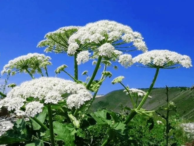 Борщівник Борщівник