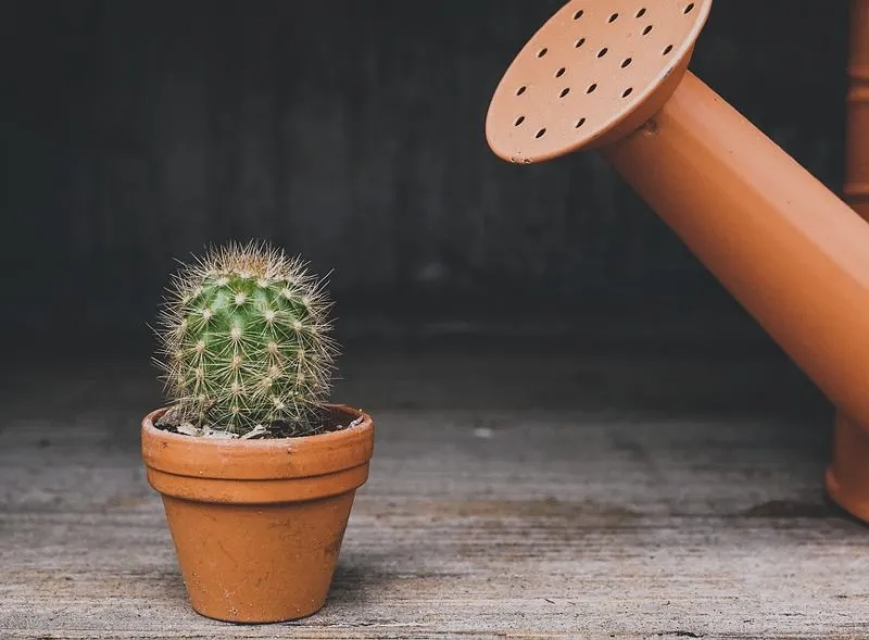 Полив кактусів Полив кактусів