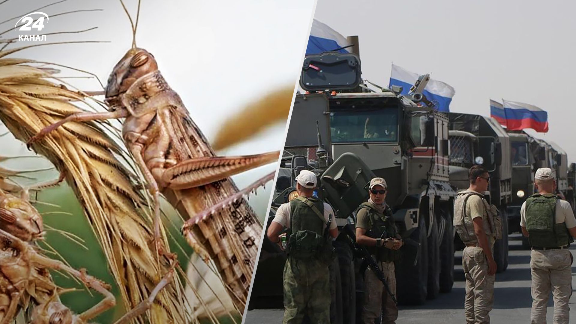Російські пропагандисти заявили про атаки української сарани - деталі абсурду