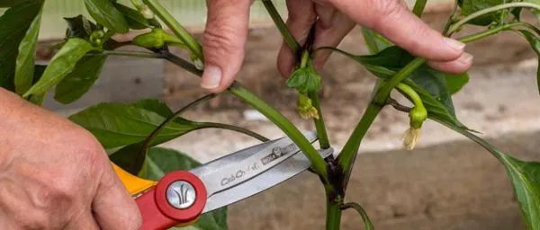 Пасынка перца Пасынка перца