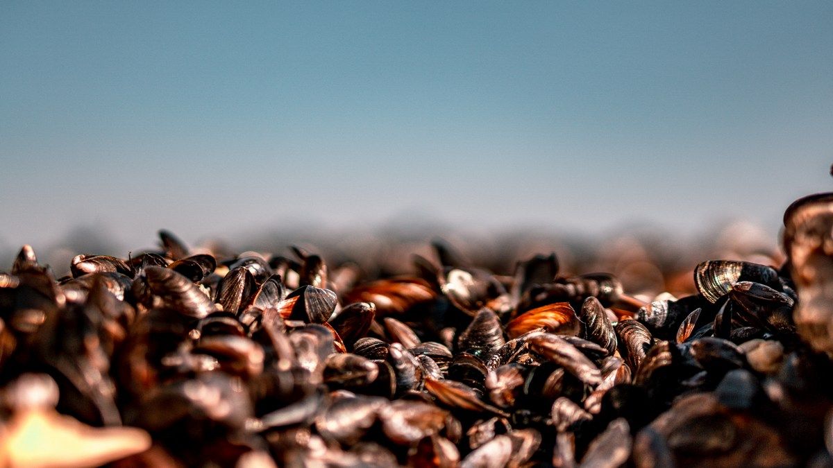 Mussels could help humanity clean up oceans of microplastic Mussels could help humanity clean up oceans of microplastic