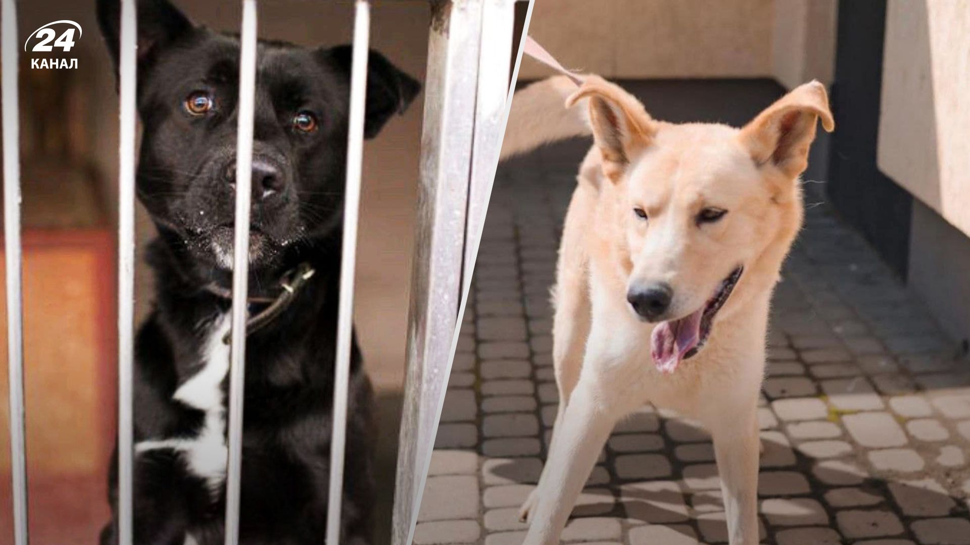 Во Львове усыпили здоровых собак, находившихся в ЛКП "Лев" Во Львове усыпили здоровых собак, находившихся в ЛКП "Лев"