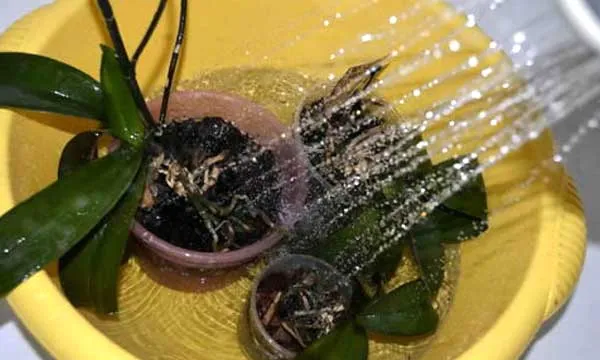 Душ для орхідей Душ для орхідей