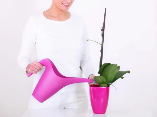 Полив вирвою Полив вирвою