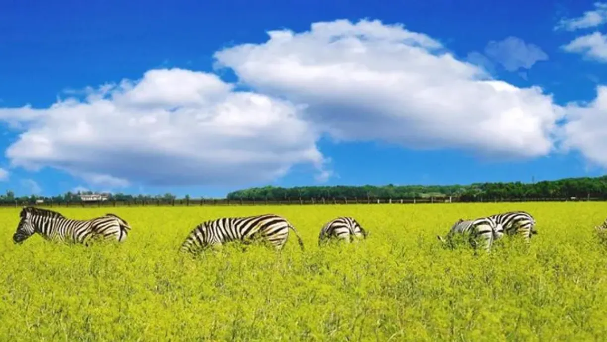 Зебры в заповеднике