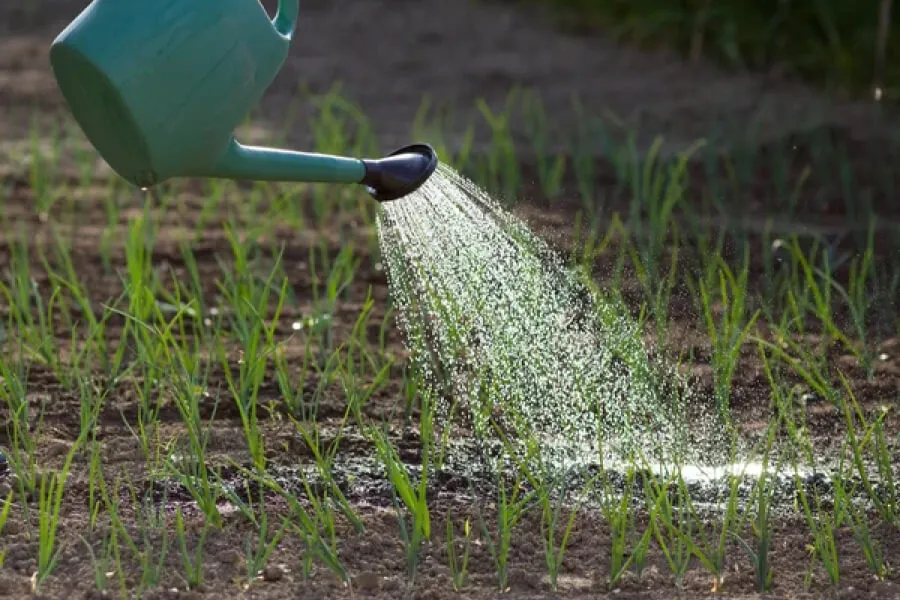 Поливаємо цибулю Поливаємо цибулю