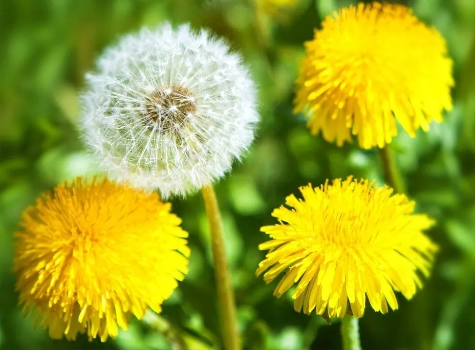 Кульбаба Кульбаба