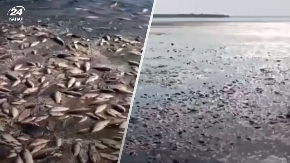 На Дніпропетровщині стався масовий мор риби - 24 Канал На Дніпропетровщині стався масовий мор риби - 24 Канал