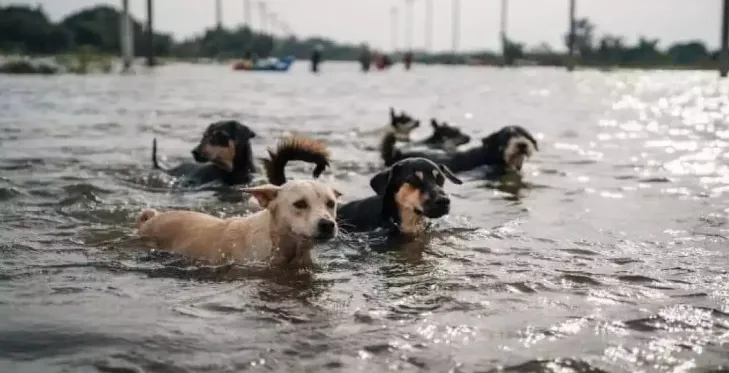 собаки у воді