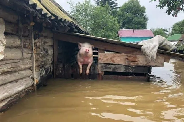 Фото свині зроблене в Росії