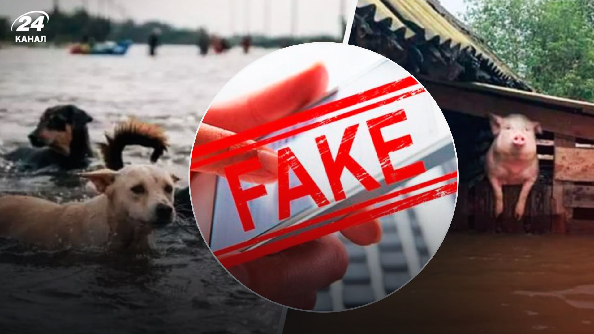 Животные Каховка - 24 Канал Животные Каховка - 24 Канал