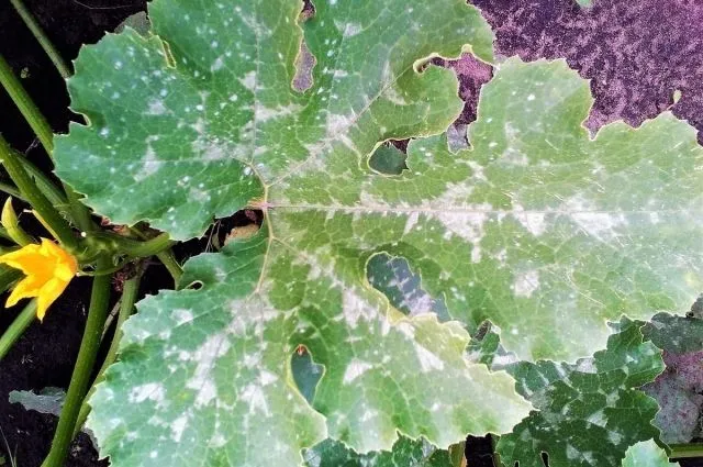 Борошниста роса на кабачках Борошниста роса на кабачках