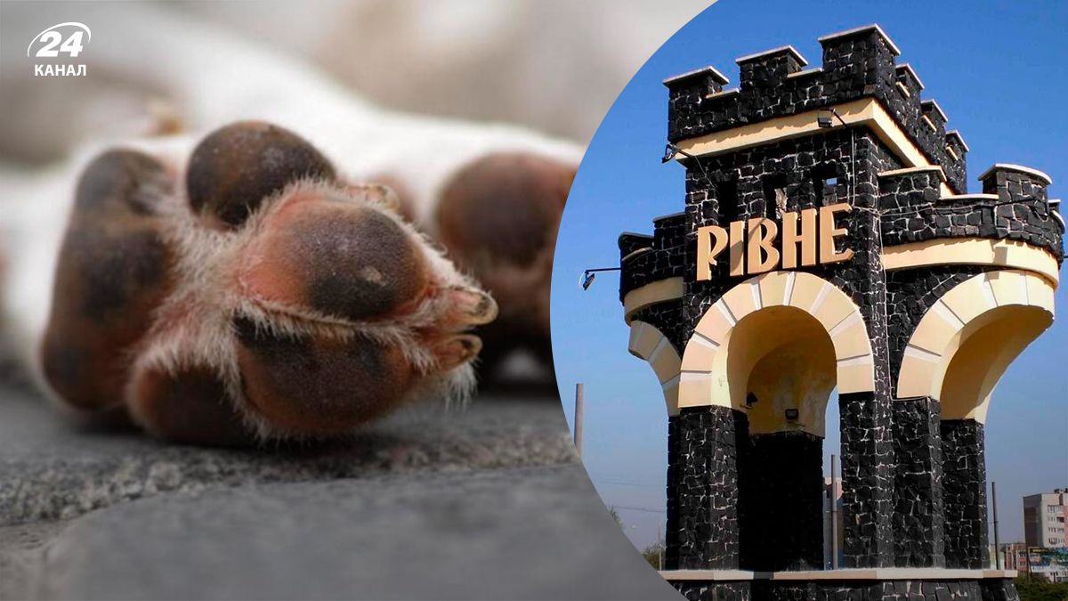 В Ровно овчарка напала на доберманов и умерла после удара хозяина - 24 Канал В Ровно овчарка напала на доберманов и умерла после удара хозяина - 24 Канал