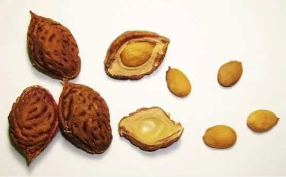 Кость персика Кость персика