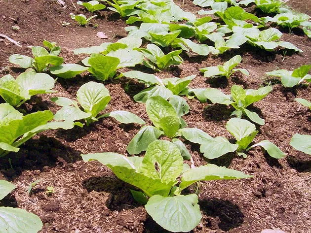 Рассада пекинской капусты Рассада пекинской капусты