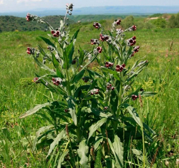 Чорнокорінь Чорнокорінь