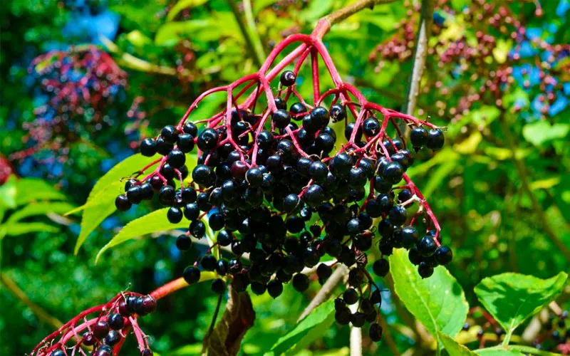 Чорна бузина Чорна бузина