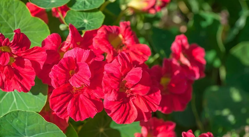 Настурция Настурция