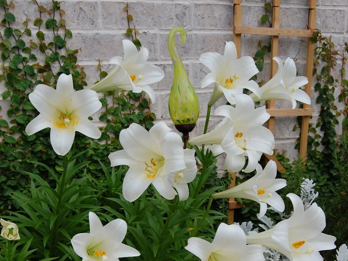 Лилии Лилии