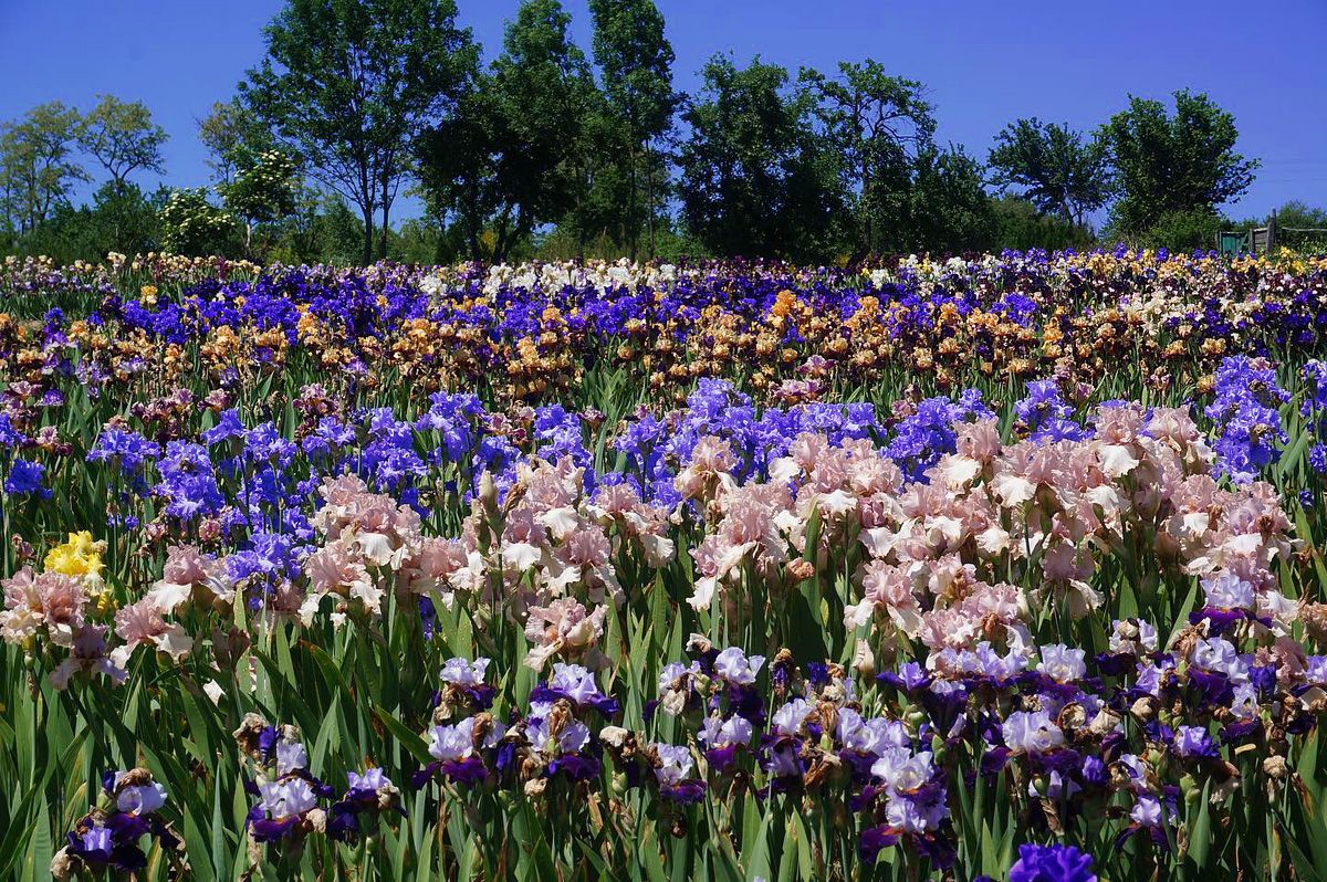 Поле ирисов в Дергачах Поле ирисов в Дергачах
