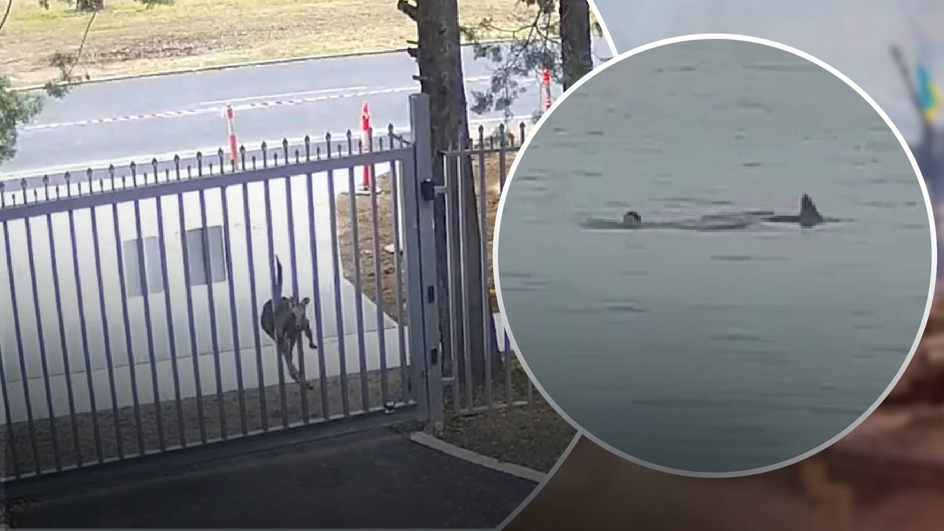 Папуга, кенгуру, акула, собака та свиня: хто наступний скоїть замах на росіян Папуга, кенгуру, акула, собака та свиня: хто наступний скоїть замах на росіян