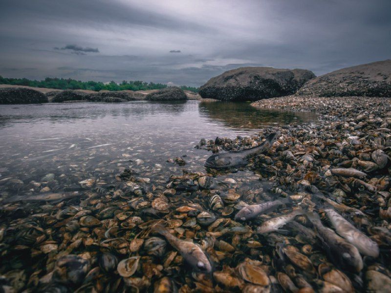 Каховское водохранилище фото