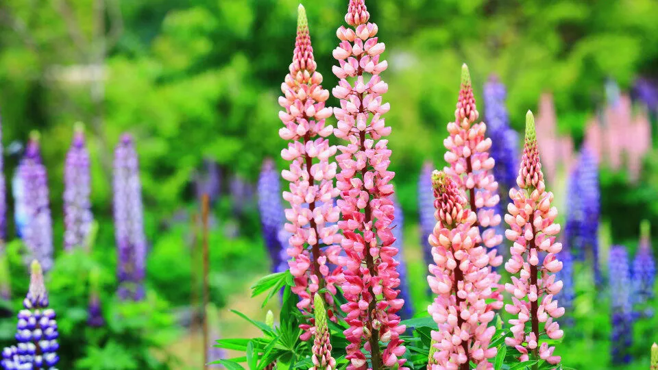 Люпин Люпин