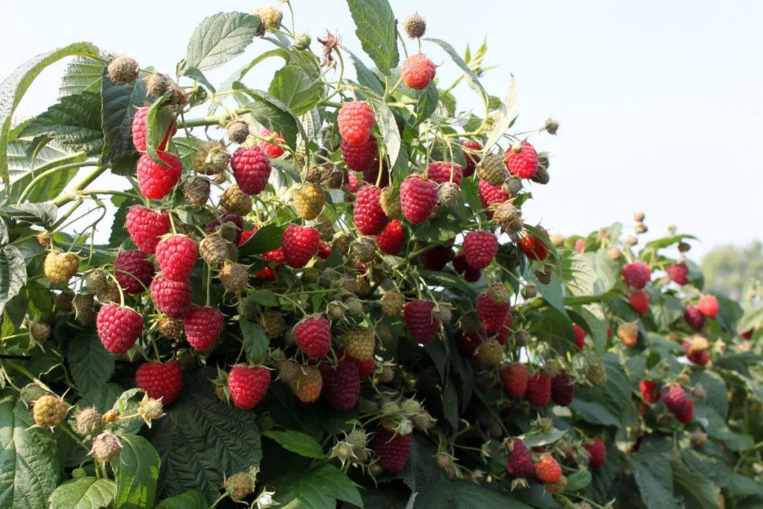 Куст малины Куст малины