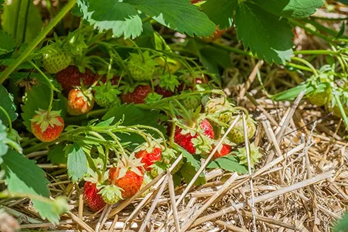 Мульчування полуниці Мульчування полуниці