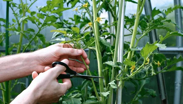 Пасынка помидоров Пасынка помидоров