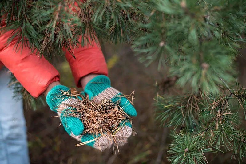 Сосна Сосна