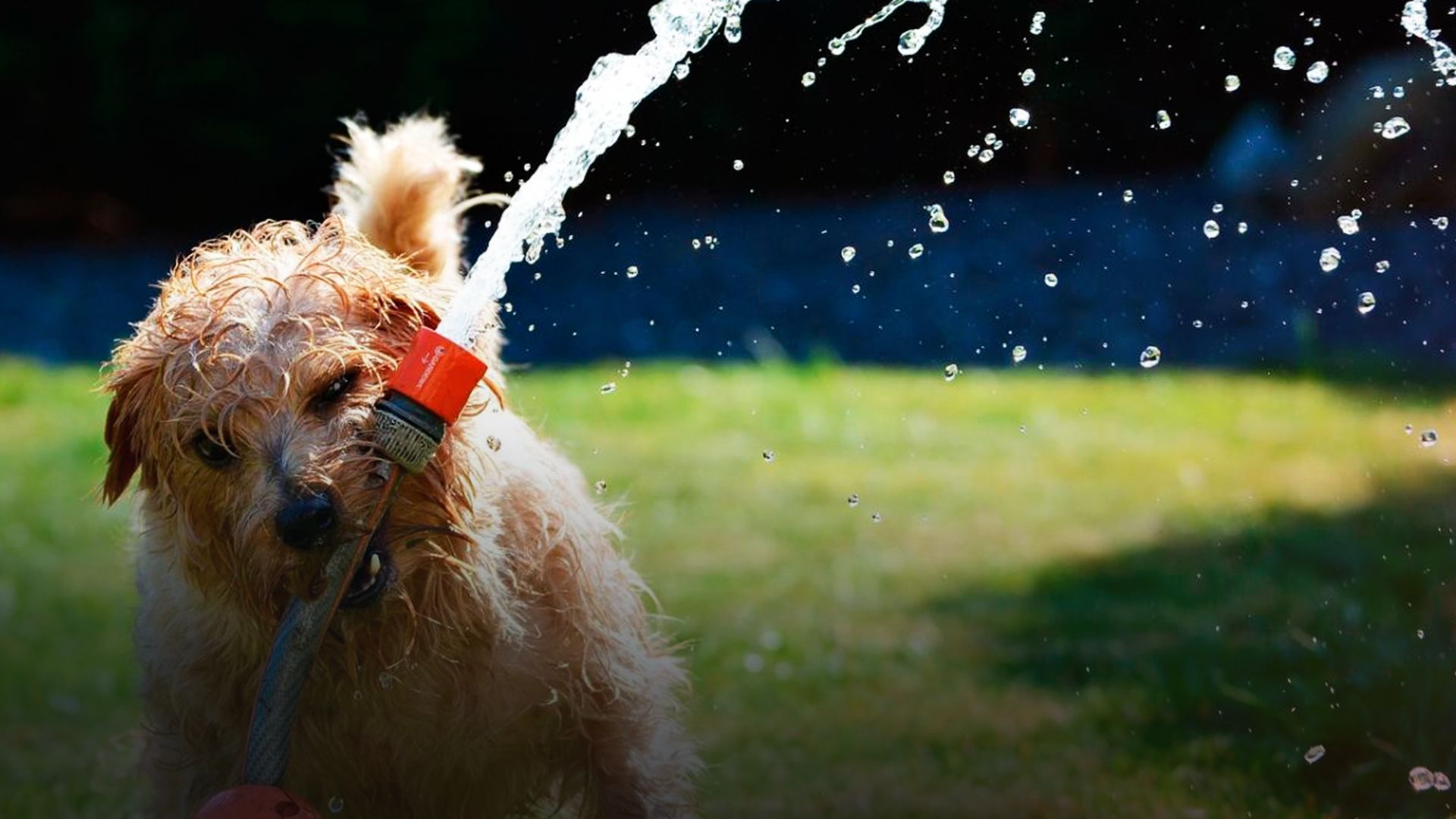 Спека влітку - 24 Канал Спека влітку - 24 Канал