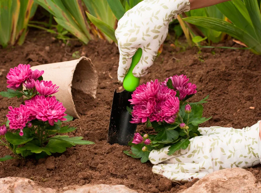 Посадка хризантем Посадка хризантем