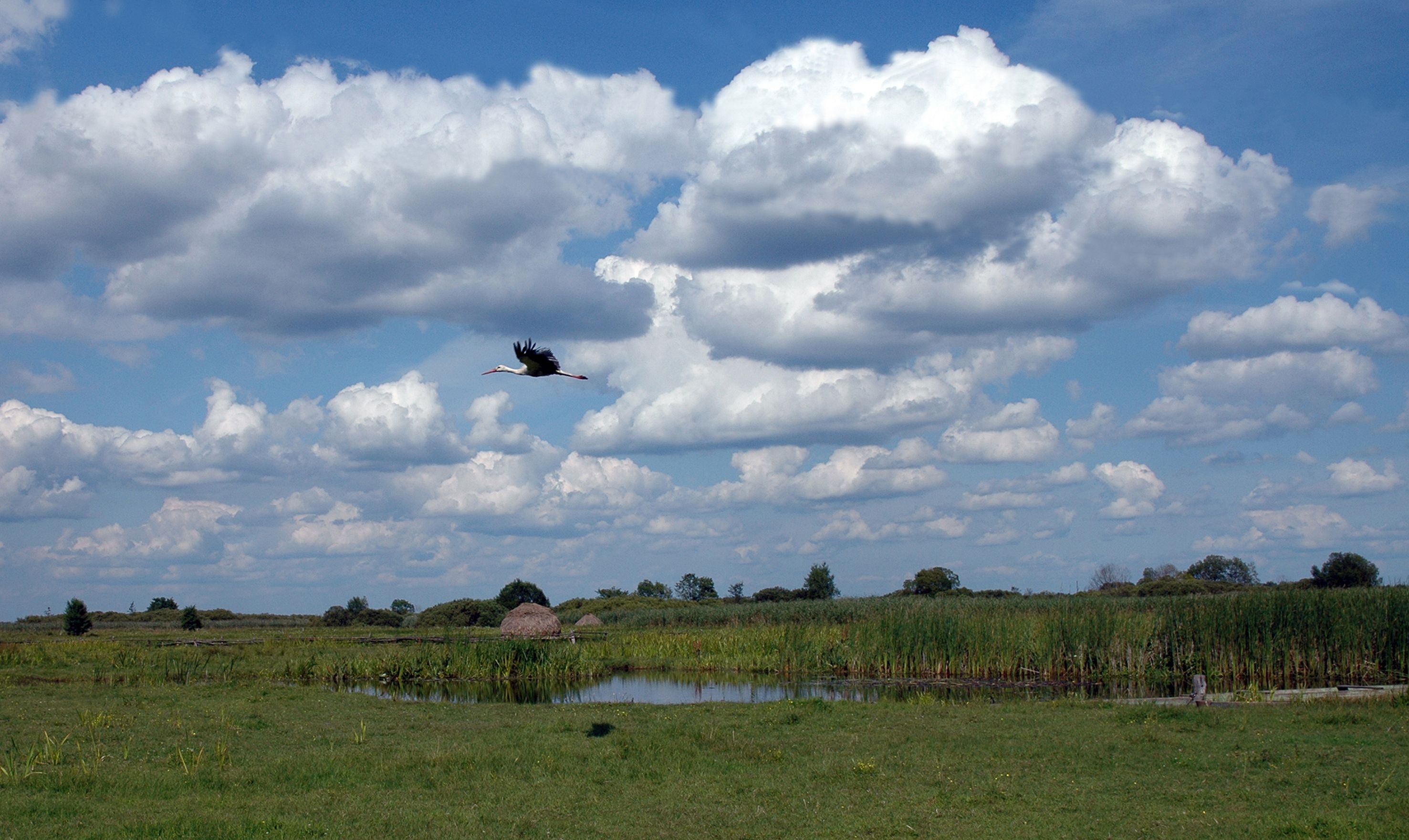 Помилки в українській мові - які слова починаються на літеру и Помилки в українській мові - які слова починаються на літеру и