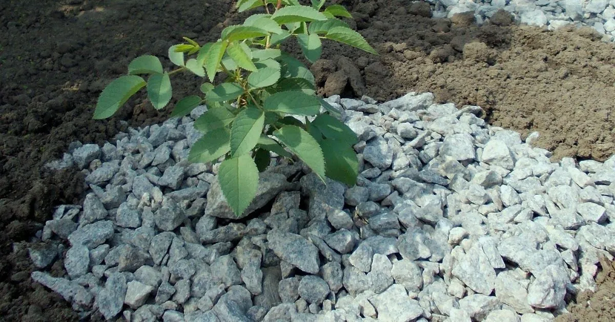 Мульчування троянд Мульчування троянд