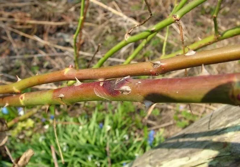 Інфекційний опік Інфекційний опік