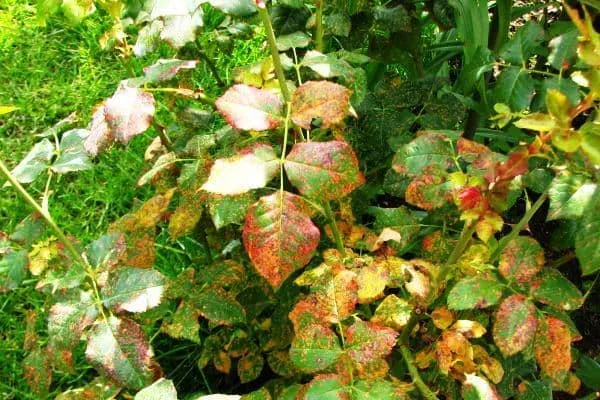 Іржа трояндів Іржа трояндів