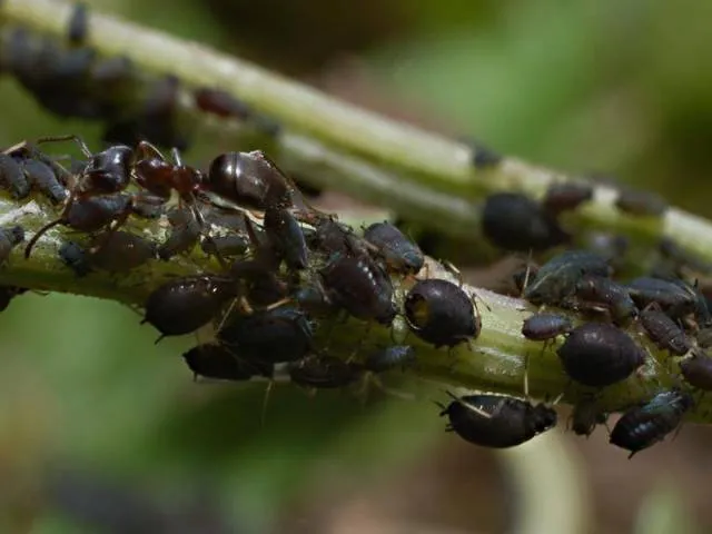 Попелиця на трояндах Попелиця на трояндах