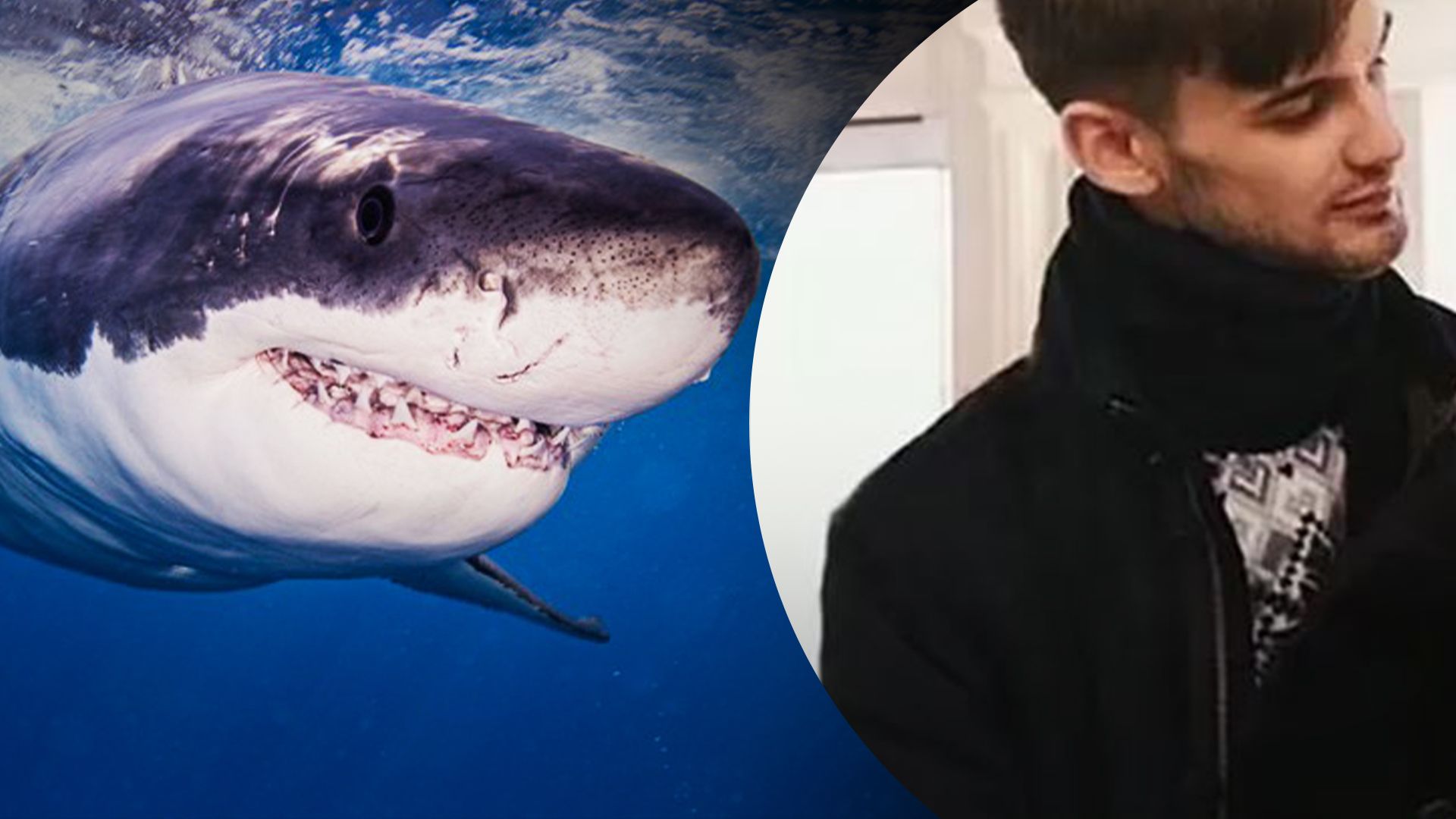 У Єгипті з акули, що з'їла громадянина Росії, зроблять музейний експонат У Єгипті з акули, що з'їла громадянина Росії, зроблять музейний експонат