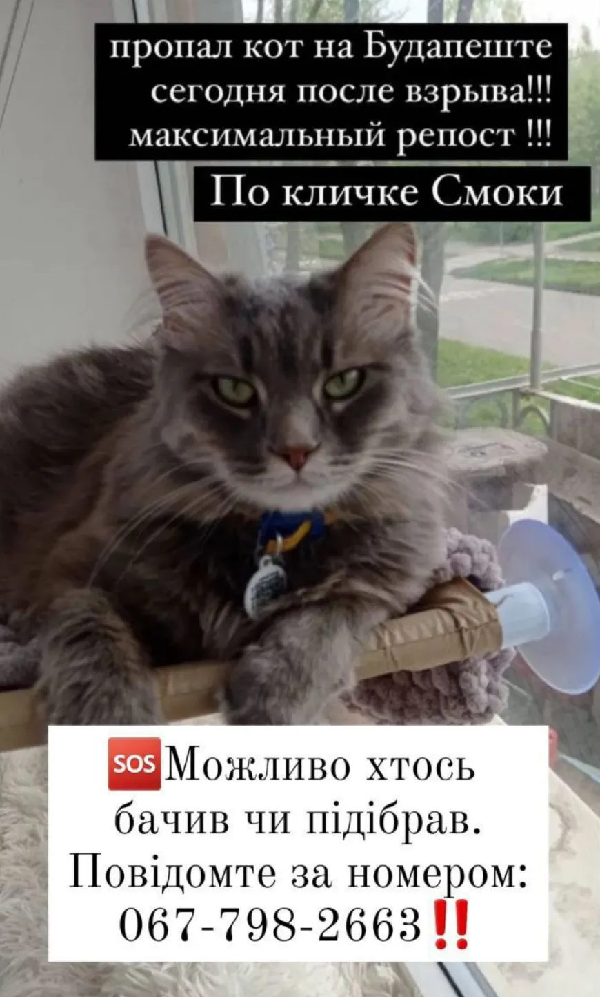 Кішка, яка зникла після ракетного удару