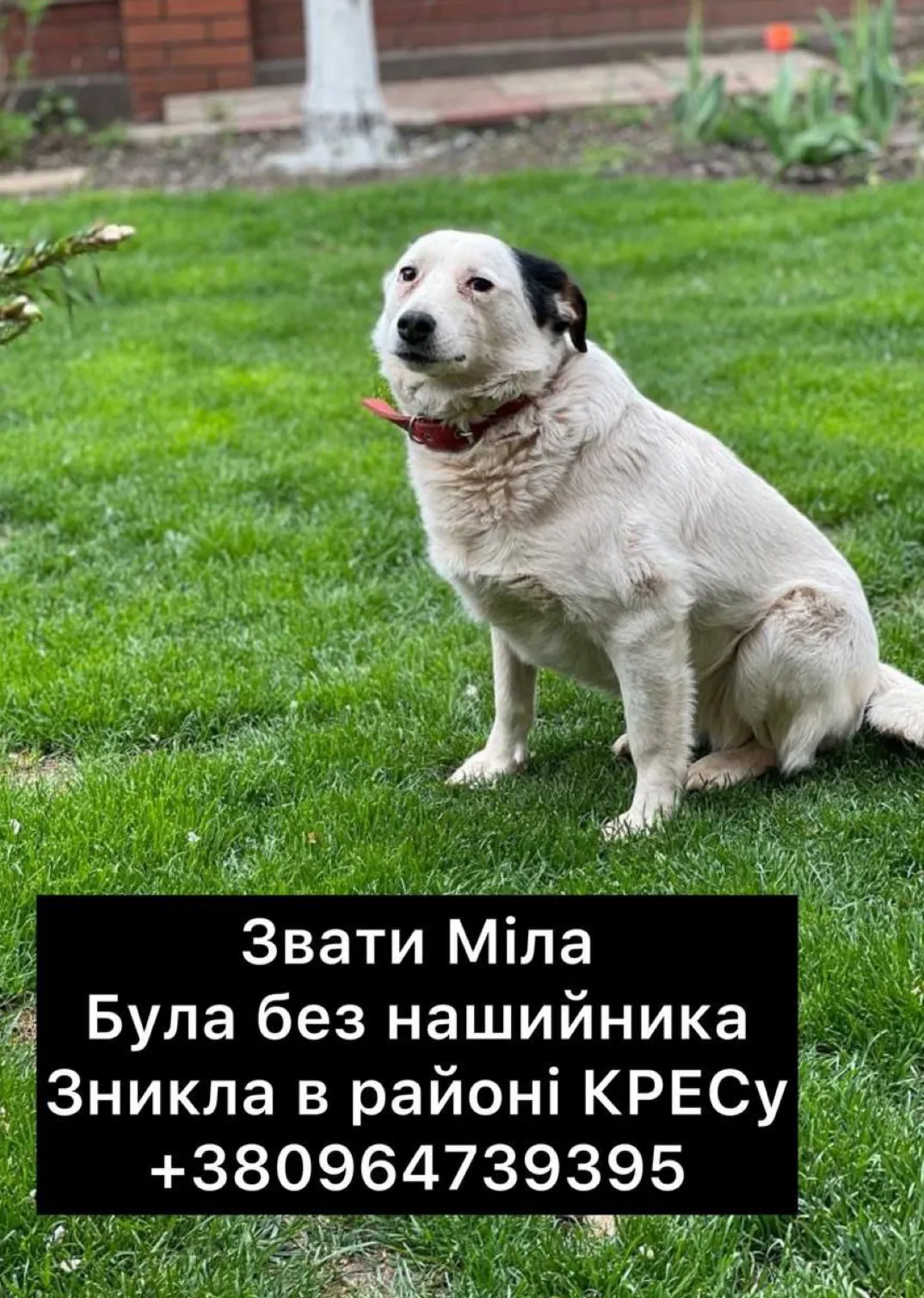 Исчезла собака Мила